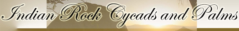 Header Graphic