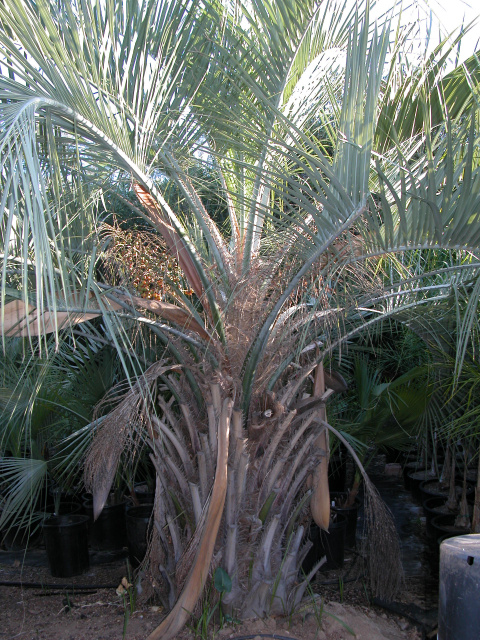 Butia capitata