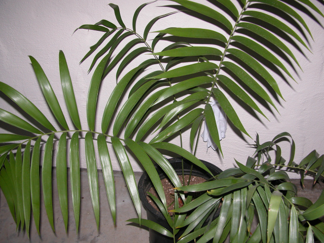 Ceratozamia mexicana