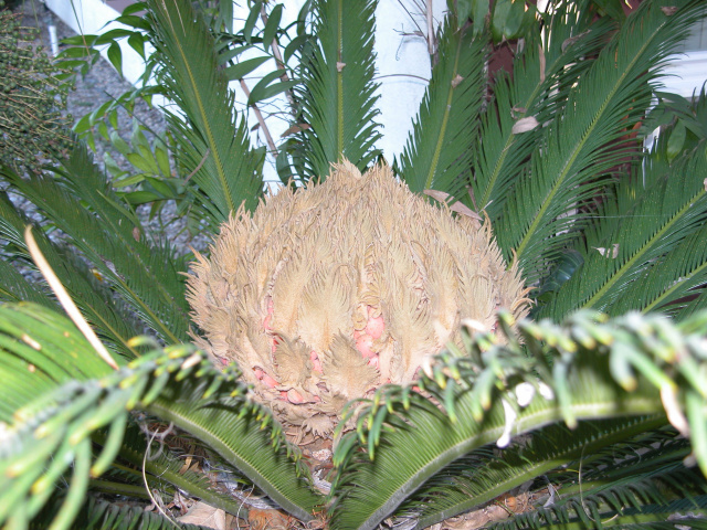 Cycas revoluta