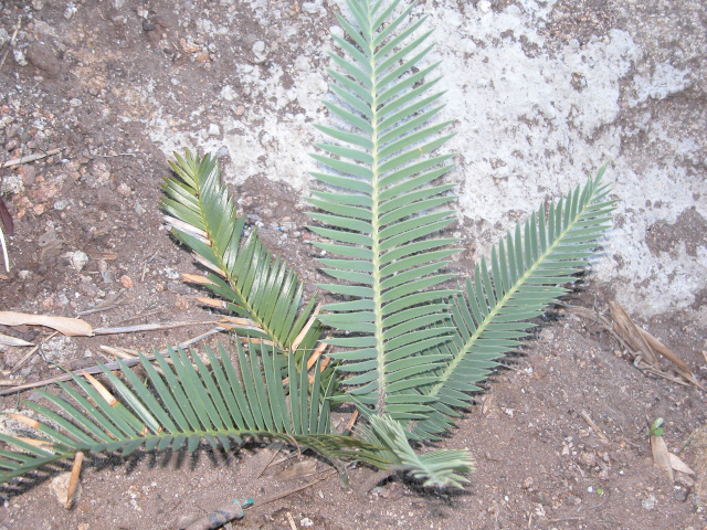 Dioon califanoi