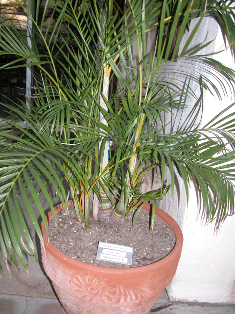 Dypsis lutescens