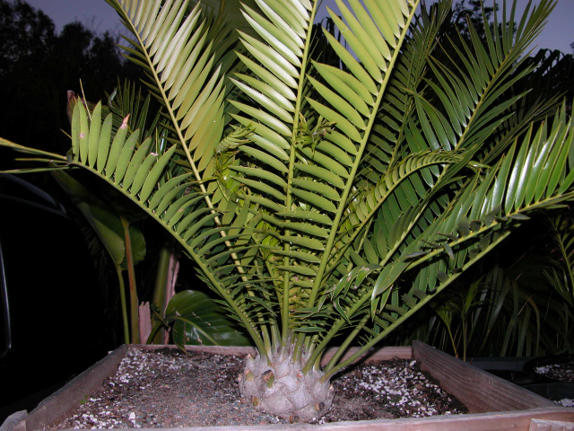 Encephalartos lebomboensis