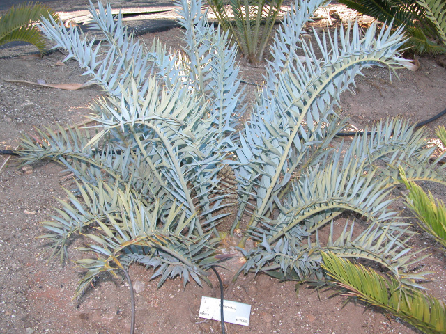 Encephalartos horridus