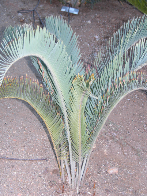Encephalartos lanatus