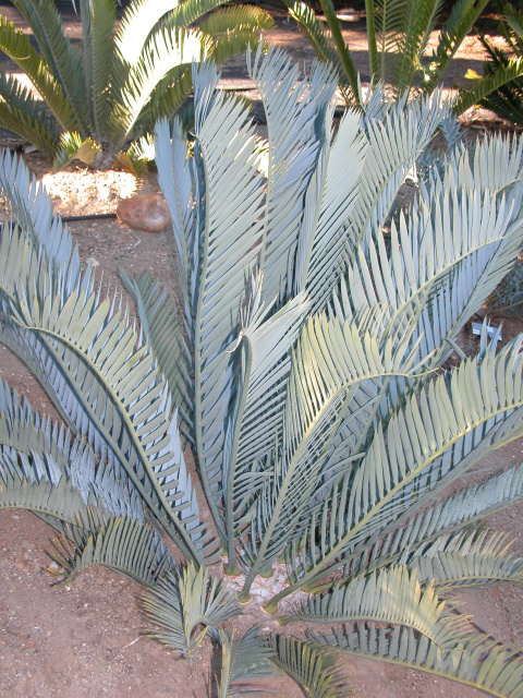 Encephalartos lehmanii