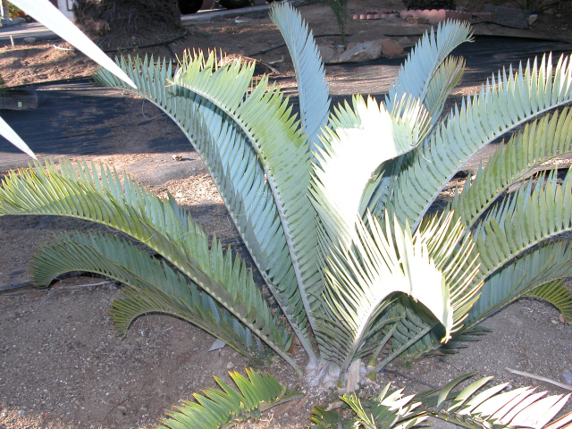 Encephalartos longifolius Joubertina