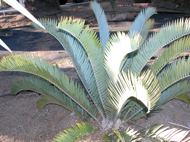 Encephalartos longifolius Joubertina