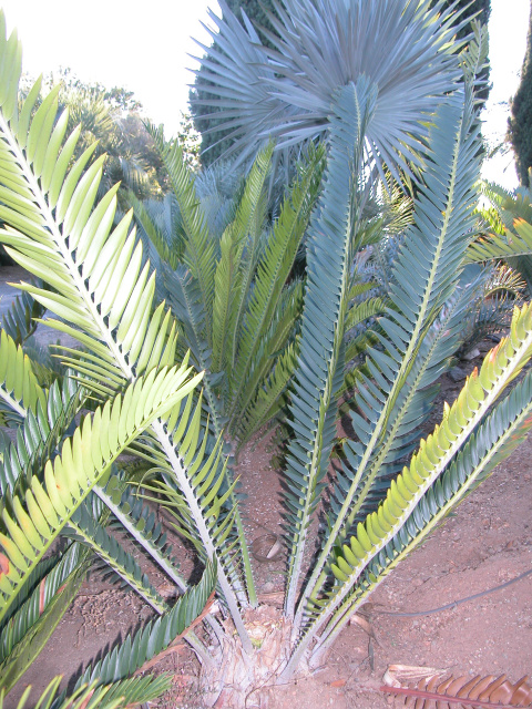 Encephalartos manikensis
