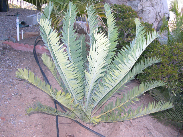 Encephalartos munchii