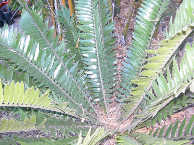 Encephalartos transvenosus