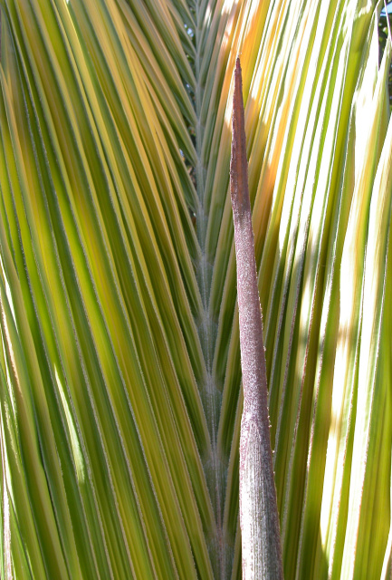 Kentiopsis oliviformis