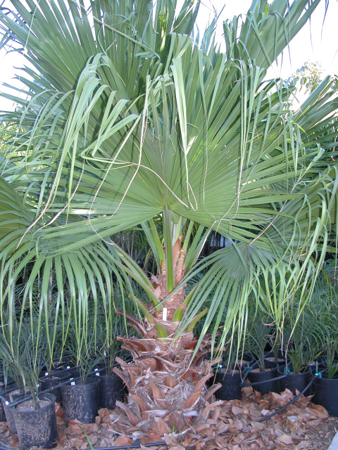 Livistona chinensis