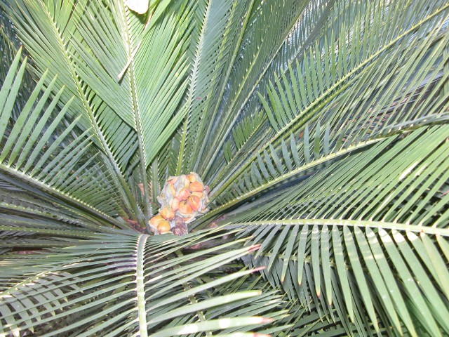 Macrozamia moorei