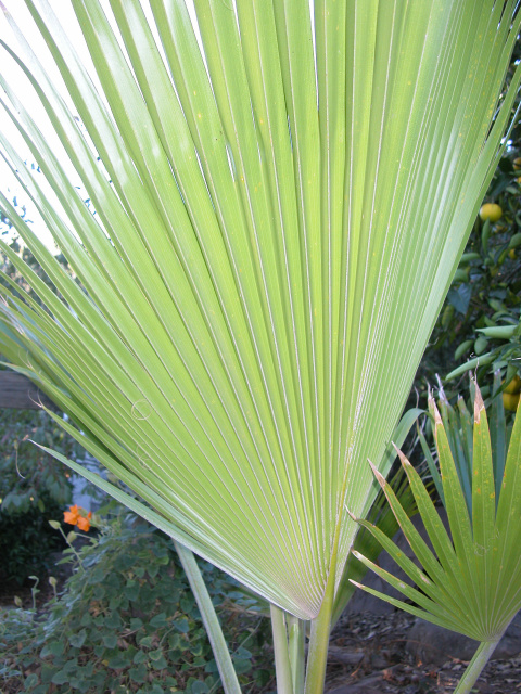 Pritchardia hildebrandtii