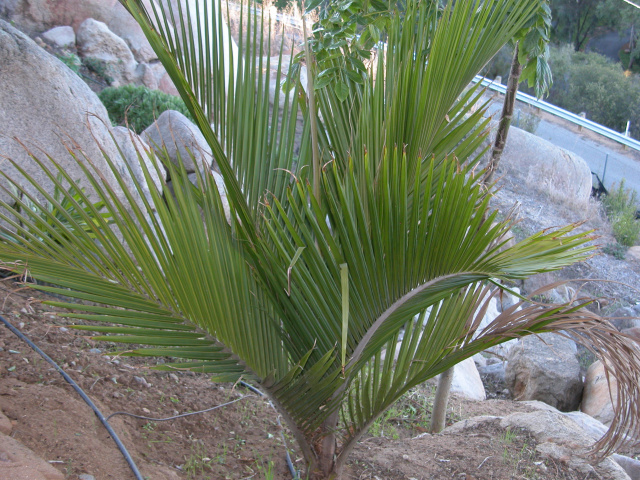Rhopalostylis sapida