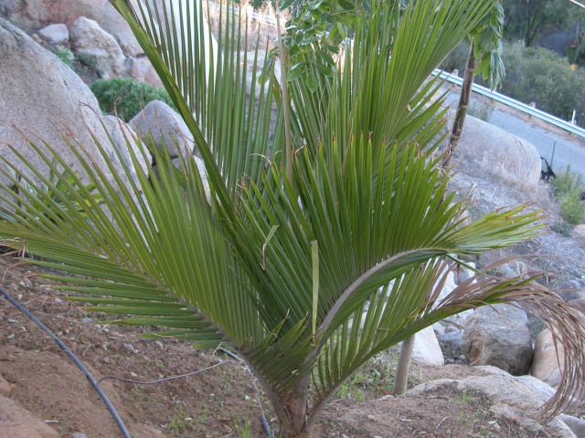 Rhopalostylis sapida