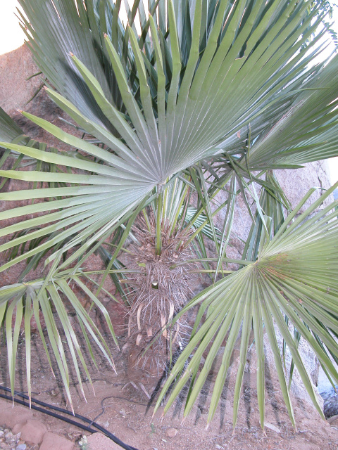 Trithrinax acanthicoma