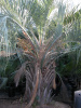 Butia capitata