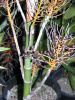 Chamaedorea glaucifolia