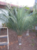 Cycas thouarsii