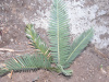 Dioon califanoi