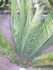 Encephalartos aemulans