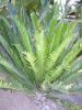 Encephalartos altensteinii