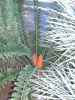 Encephalartos ferox