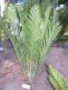 Encephalartos kisambo