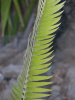 Encephalartos paucidentatus