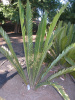 Encephalartos whitelockii