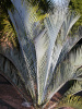 Macrozamia macdonellii